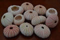 Pink Sea Urchins – 100 Pack - Coastal Home Décor