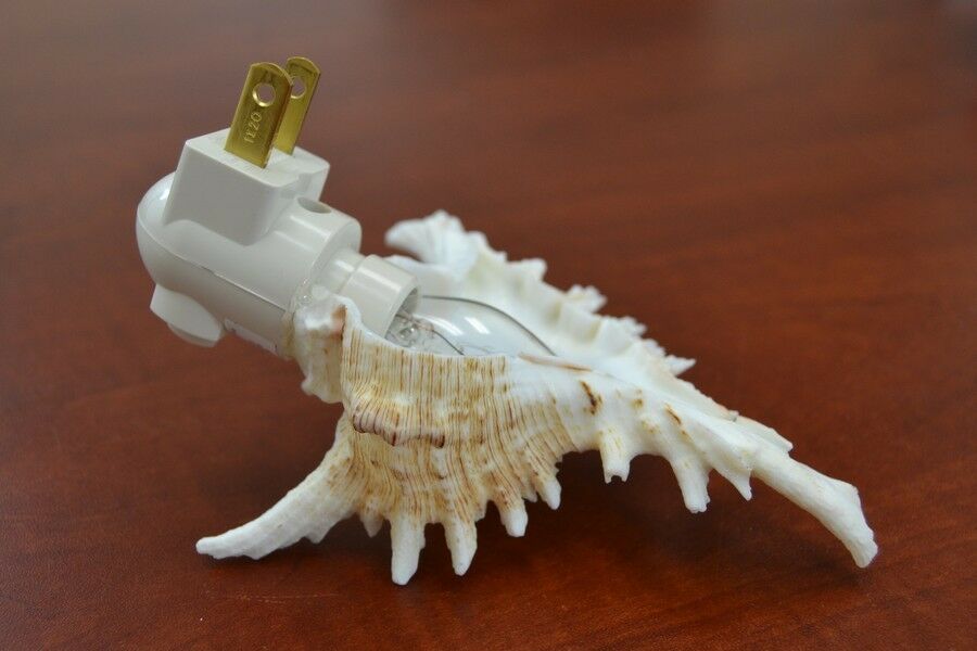 Brown Murex Shell Nightlight - Coastal Home Décor