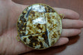 Cowrie Shell Trinket Box - Coastal Home Décor