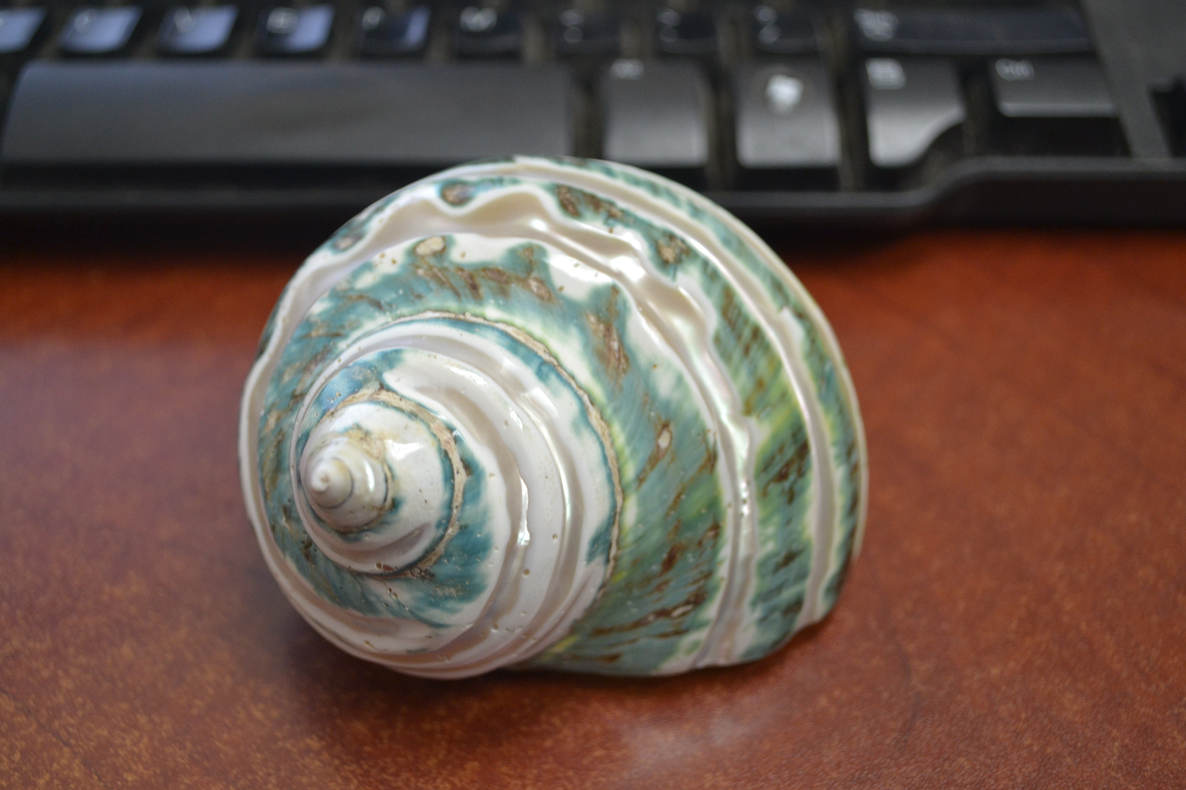 Green Mother of Pearl Turbo Shell - Coastal Home Décor