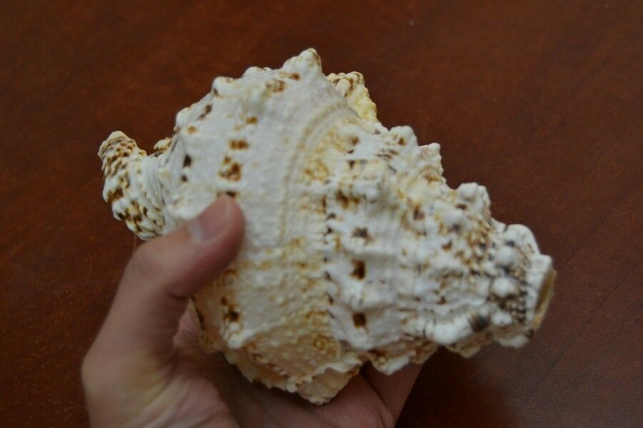 Giant Frog Blowing Conch Shell 7" - Coastal Home Décor