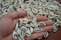Cut Cowrie Shells – 220 Piece Bulk Pack - Artisan Craft Supplies