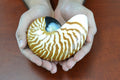 Tiger Striped Chambered Nautilus Shell - Coastal Home Décor