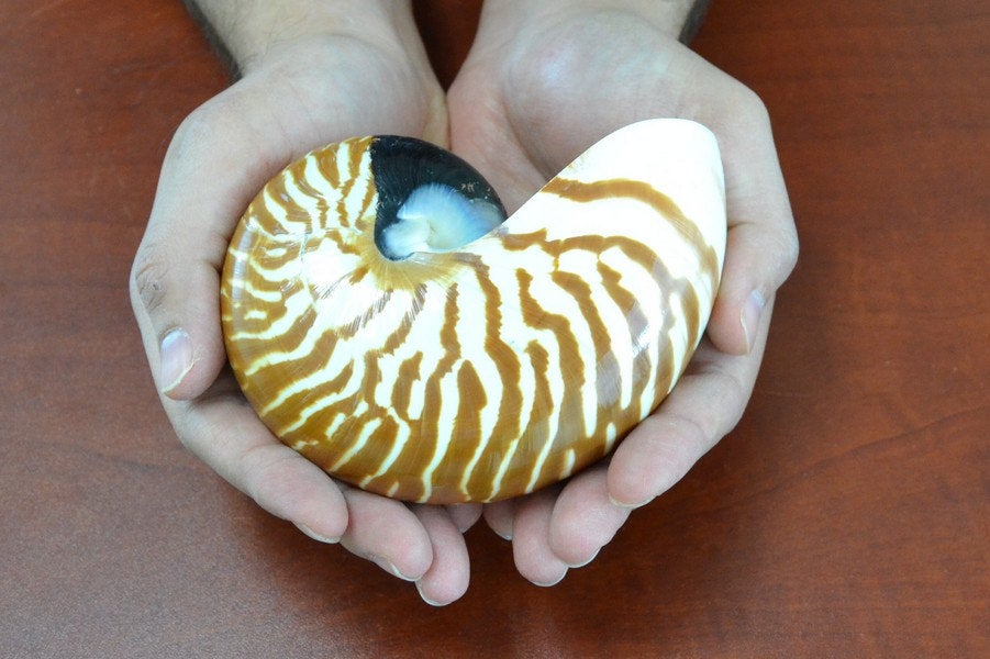 Tiger Striped Chambered Nautilus Shell - Coastal Home Décor