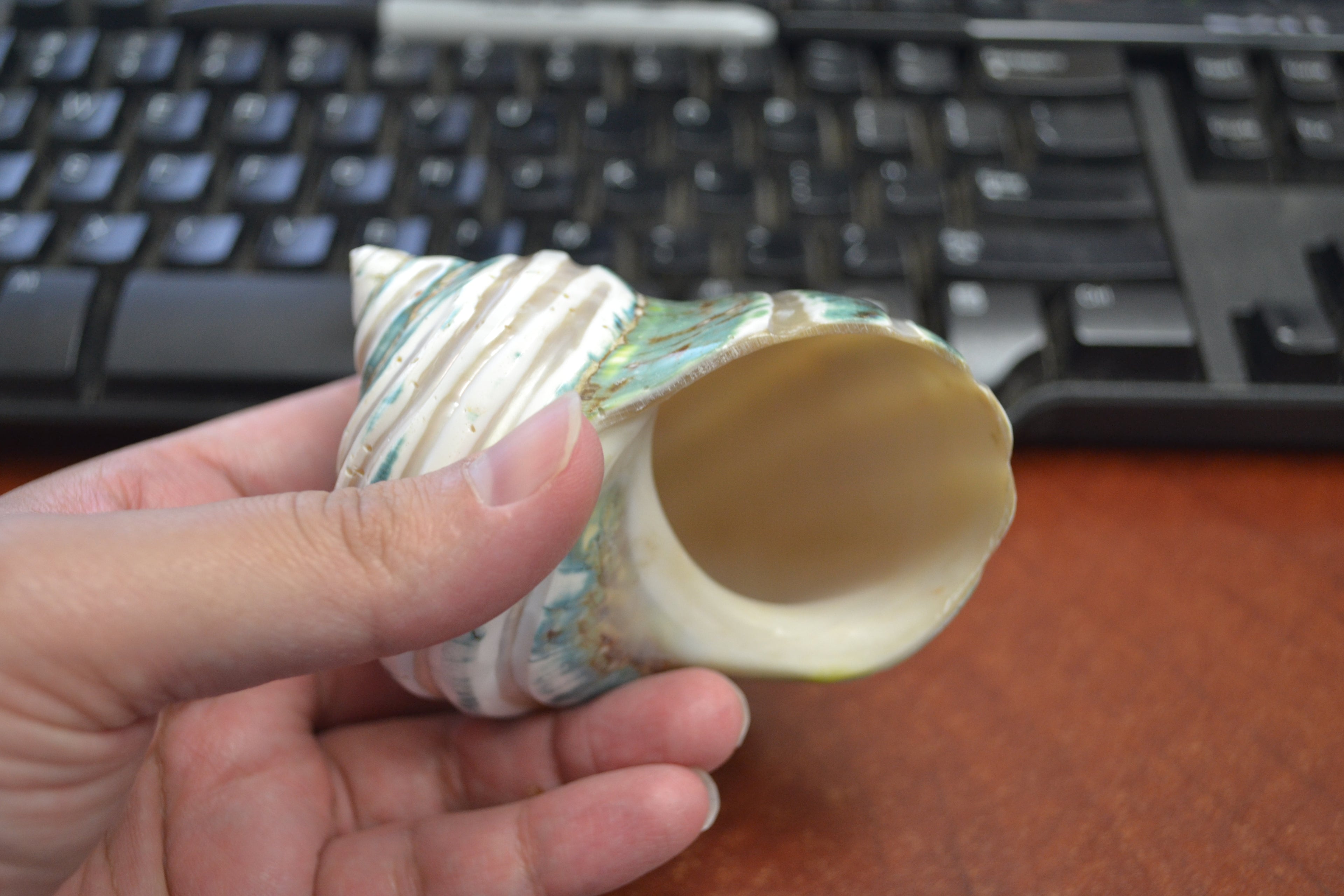 Green Mother of Pearl Turbo Shell - Coastal Home Décor