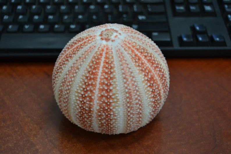 Orange English Cornish Sea Urchin 4" - Coastal Home Décor
