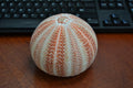 Orange English Cornish Sea Urchin 4" - Coastal Home Décor