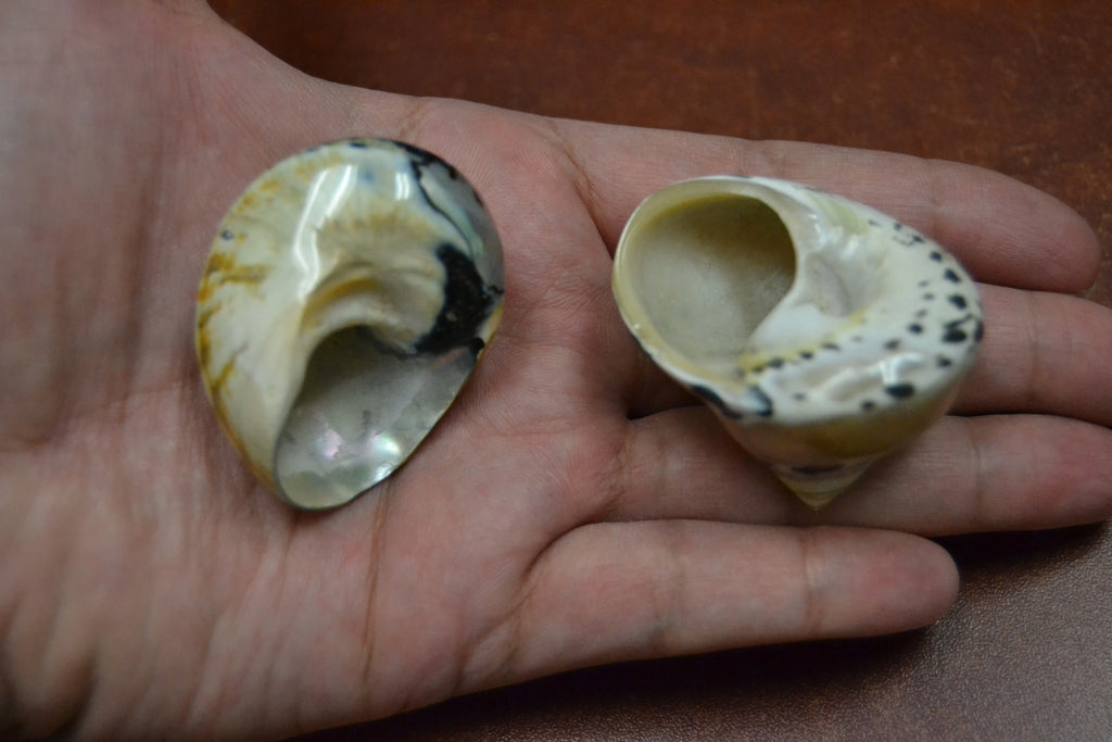 Black Pica & Sarmaticus Shell Hermit Crab Homes – 2 Pack - Coastal Home Décor