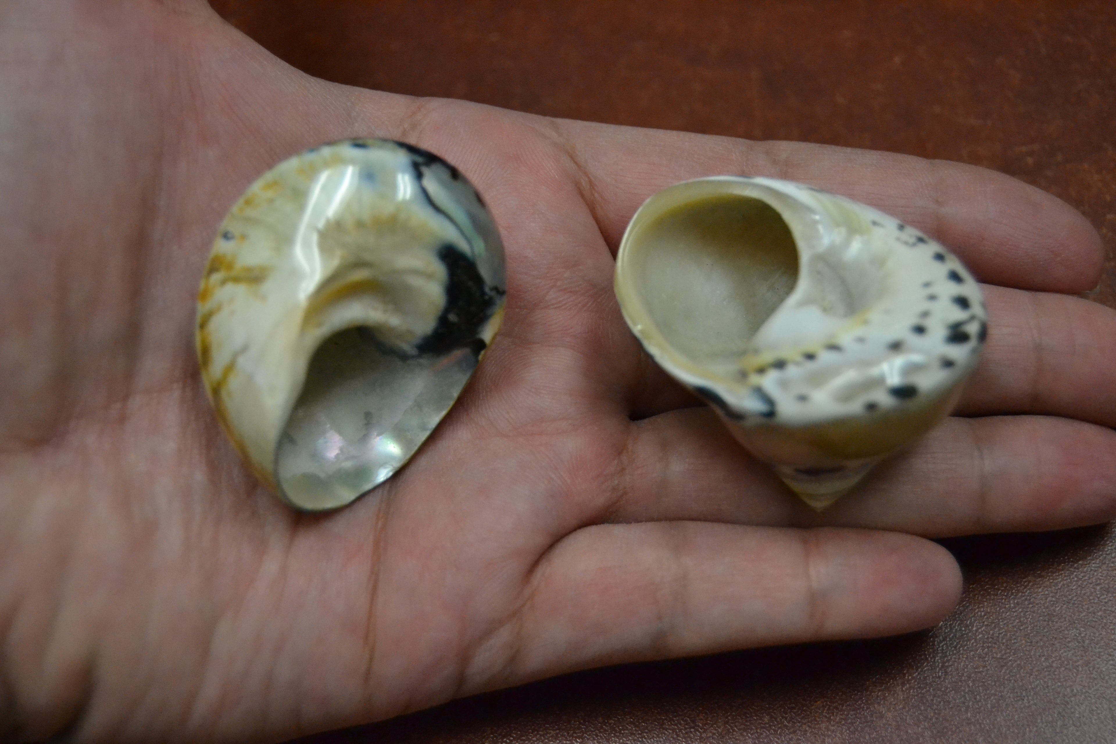 Black Pica & Sarmaticus Shell Hermit Crab Homes – 2 Pack - Coastal Home Décor