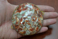 Red Abalone Shell Trinket Box - Coastal Home Décor