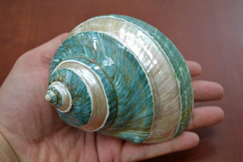 Green Banded Mother of Pearl Shell 4" - Coastal Home Décor