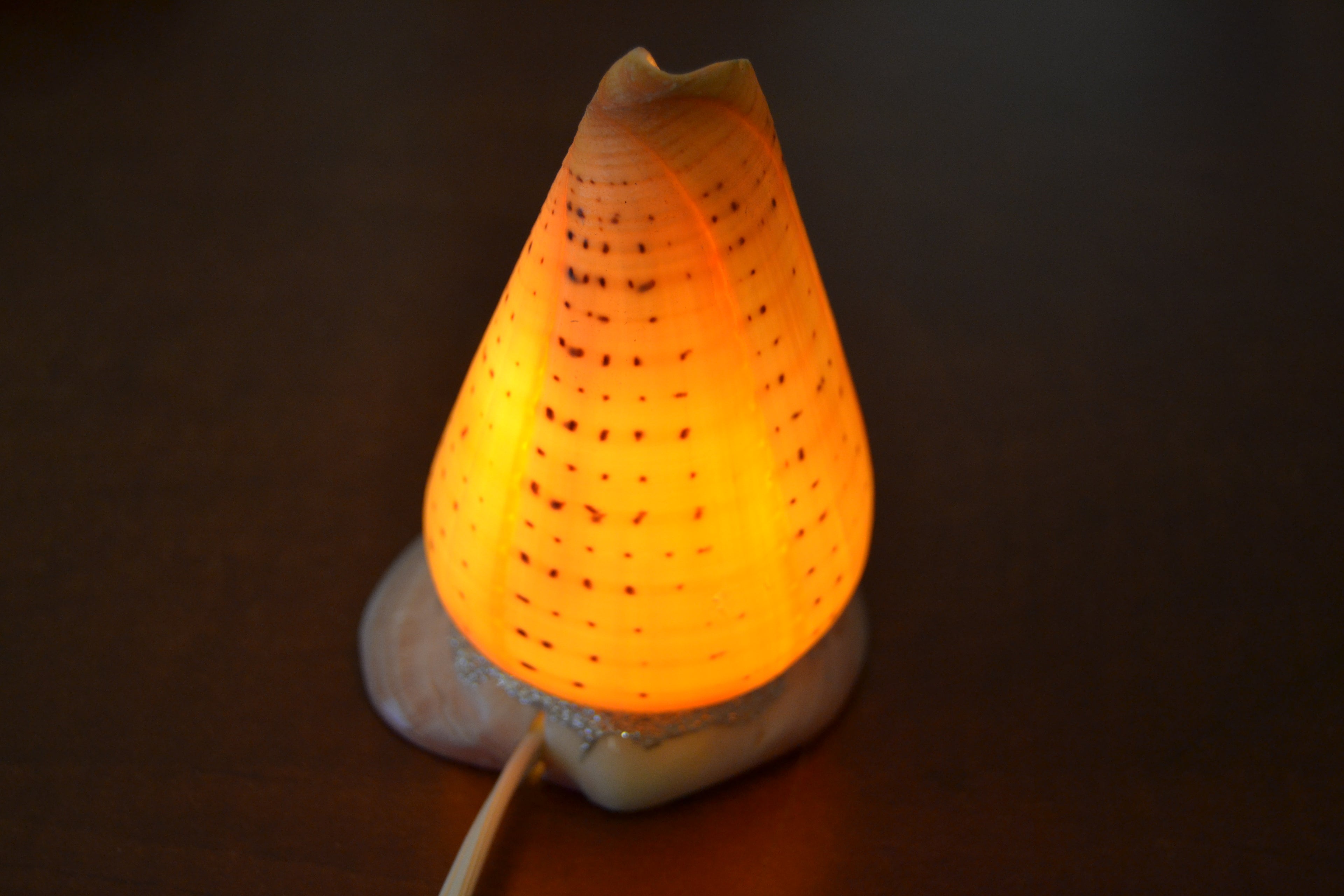 Spotted Orange Cone Shell Table Lamp - Coastal Home Décor