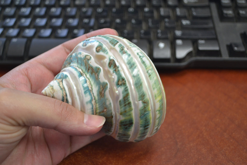 Green Mother of Pearl Turbo Shell - Coastal Home Décor