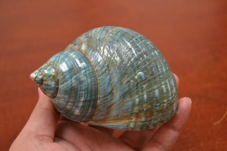 Green Jade Turbo Shell 4" - Coastal Home Décor