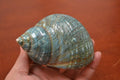 Green Jade Turbo Shell 4" - Coastal Home Décor