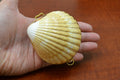 Yellow Cup Shell Trinket Box - Coastal Home Décor
