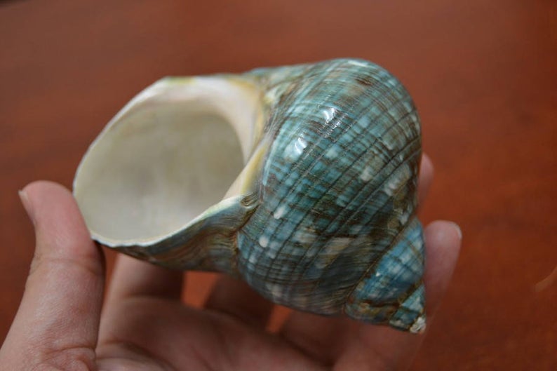 Green Jade Turbo Shell 4" - Coastal Home Décor