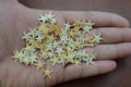 Tiny Starfish – 90 Pack - Coastal Home Décor