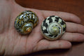 Black Pica & Sarmaticus Shell Hermit Crab Homes – 2 Pack - Coastal Home Décor