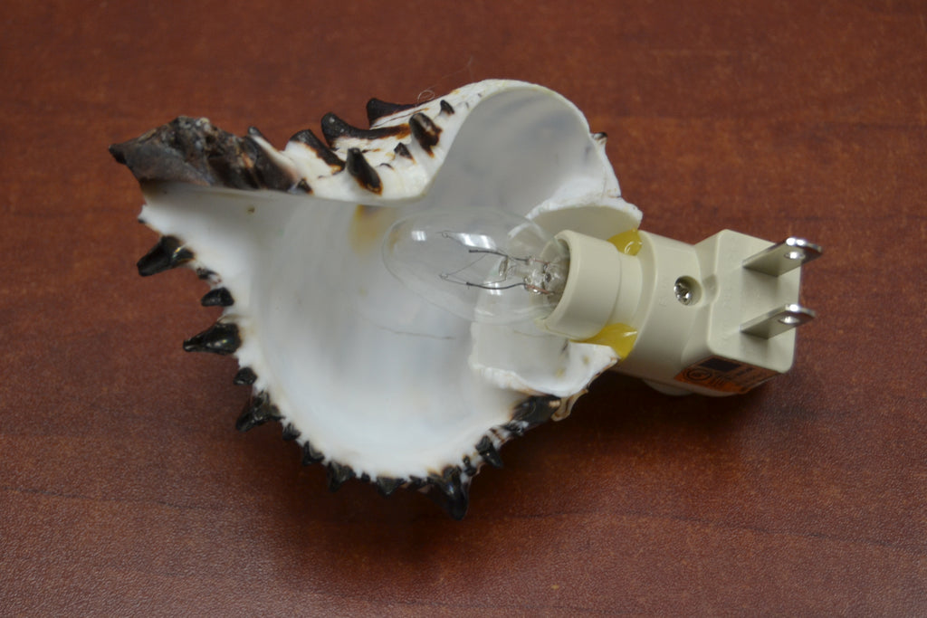 Black Murex Shell Nightlight - Coastal Home Décor