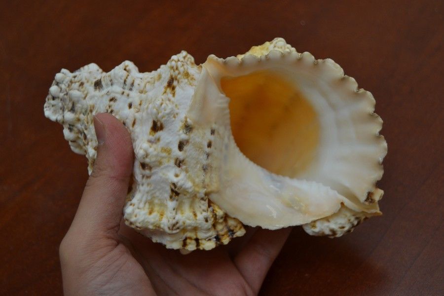 Giant Frog Blowing Conch Shell 7" - Coastal Home Décor