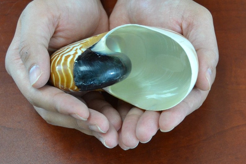 Tiger Striped Chambered Nautilus Shell - Coastal Home Décor