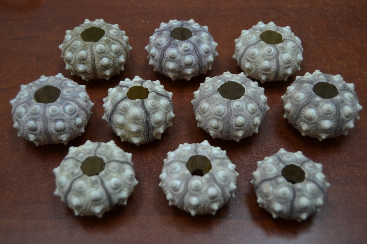 Purple Sputnik Sea Urchins – 12 Pack - Coastal Home Décor