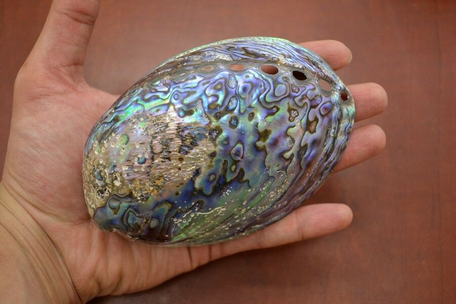 Polished Paua Abalone Shell - Coastal Home Décor