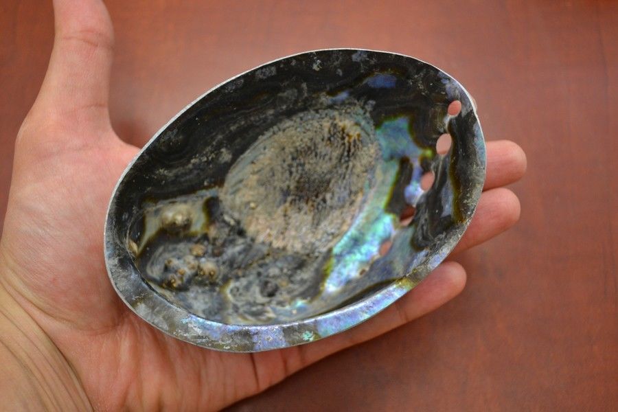 Polished Paua Abalone Shell - Coastal Home Décor