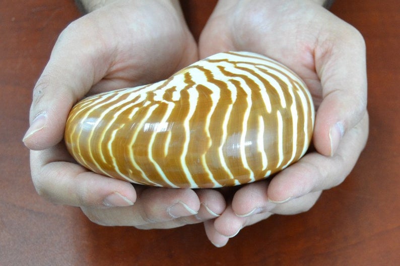 Tiger Striped Chambered Nautilus Shell - Coastal Home Décor