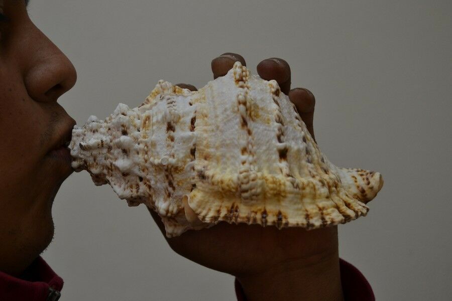 Giant Frog Blowing Conch Shell 7" - Coastal Home Décor