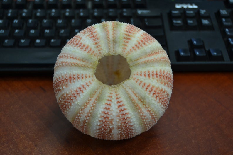Orange English Cornish Sea Urchin 4" - Coastal Home Décor
