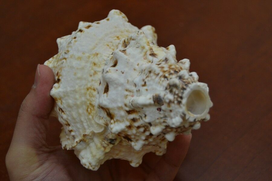 Giant Frog Blowing Conch Shell 7" - Coastal Home Décor