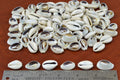 Cut Cowrie Shells – 1 Pound Bulk - Artisan Craft Supplies