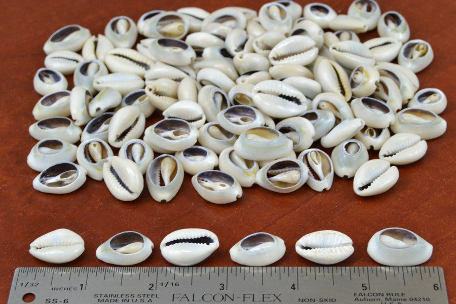Cut Cowrie Shells – 1 Pound Bulk - Artisan Craft Supplies