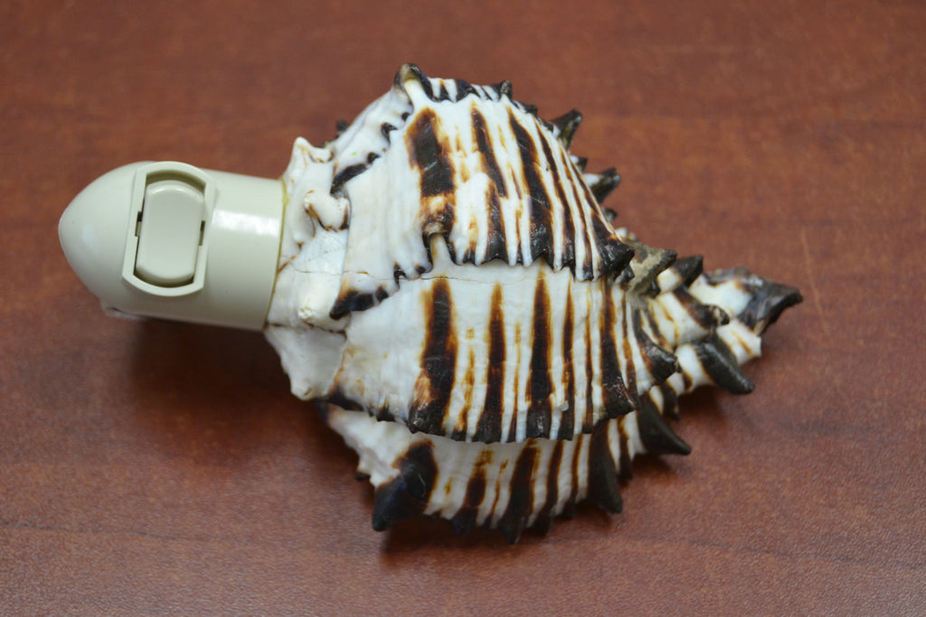 Black Murex Shell Nightlight - Coastal Home Décor