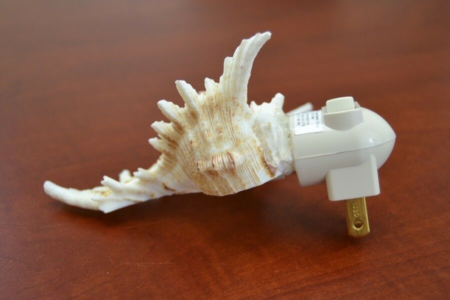 Brown Murex Shell Nightlight - Coastal Home Décor