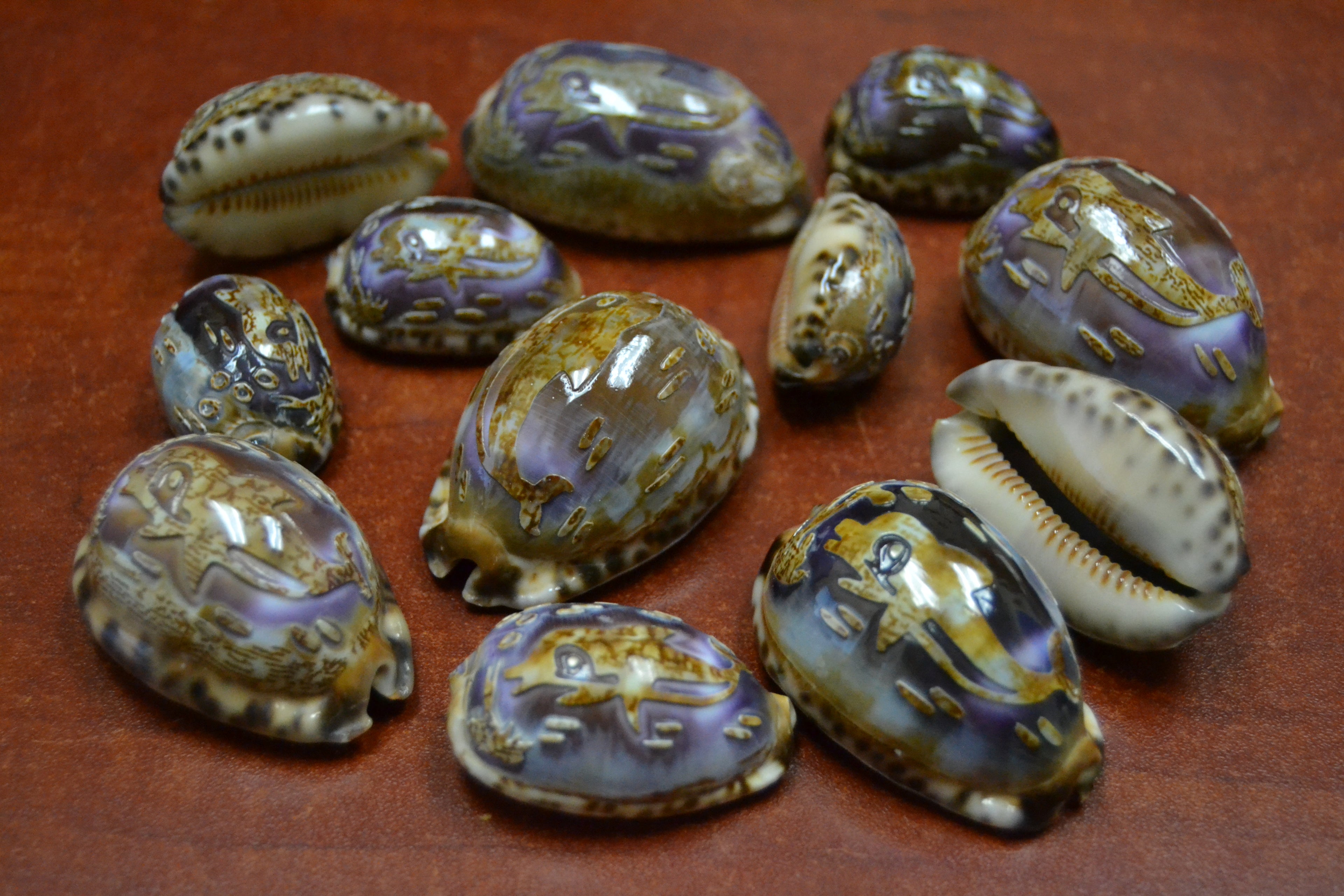 Carved Dolphin Cowrie Shell Pendants – 12 Pack - Ocean Treasures & Jewelry