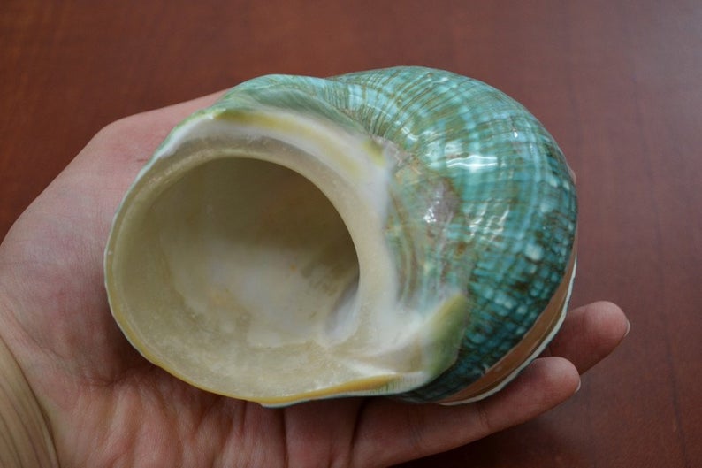 Green Banded Mother of Pearl Shell 4" - Coastal Home Décor