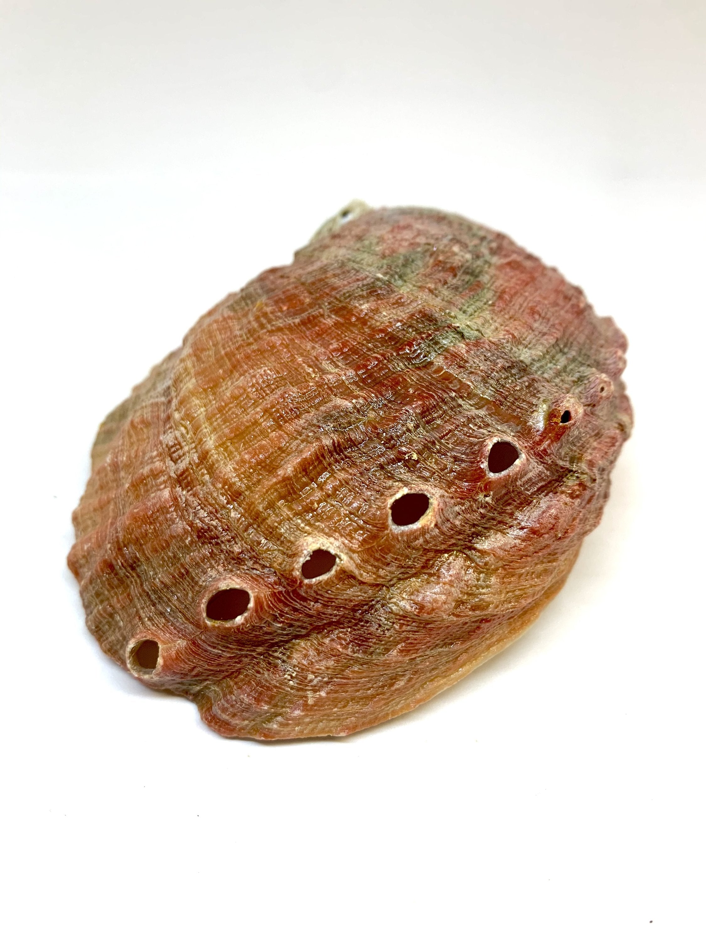 Abalone Shell Incense Holder | Natural Smudge Vessel | Cleansing