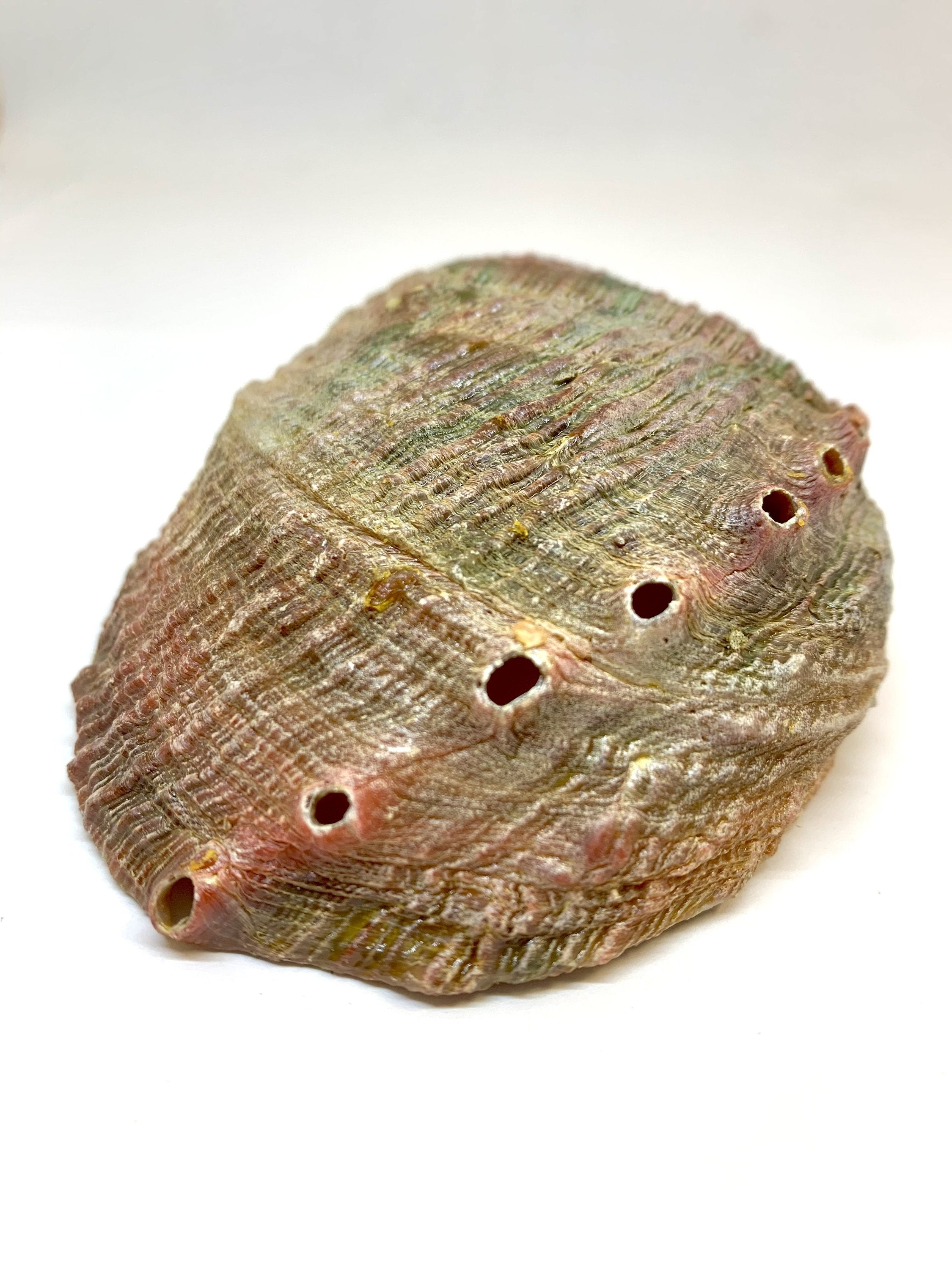 Abalone Shell Incense Holder | Natural Smudge Vessel | Cleansing