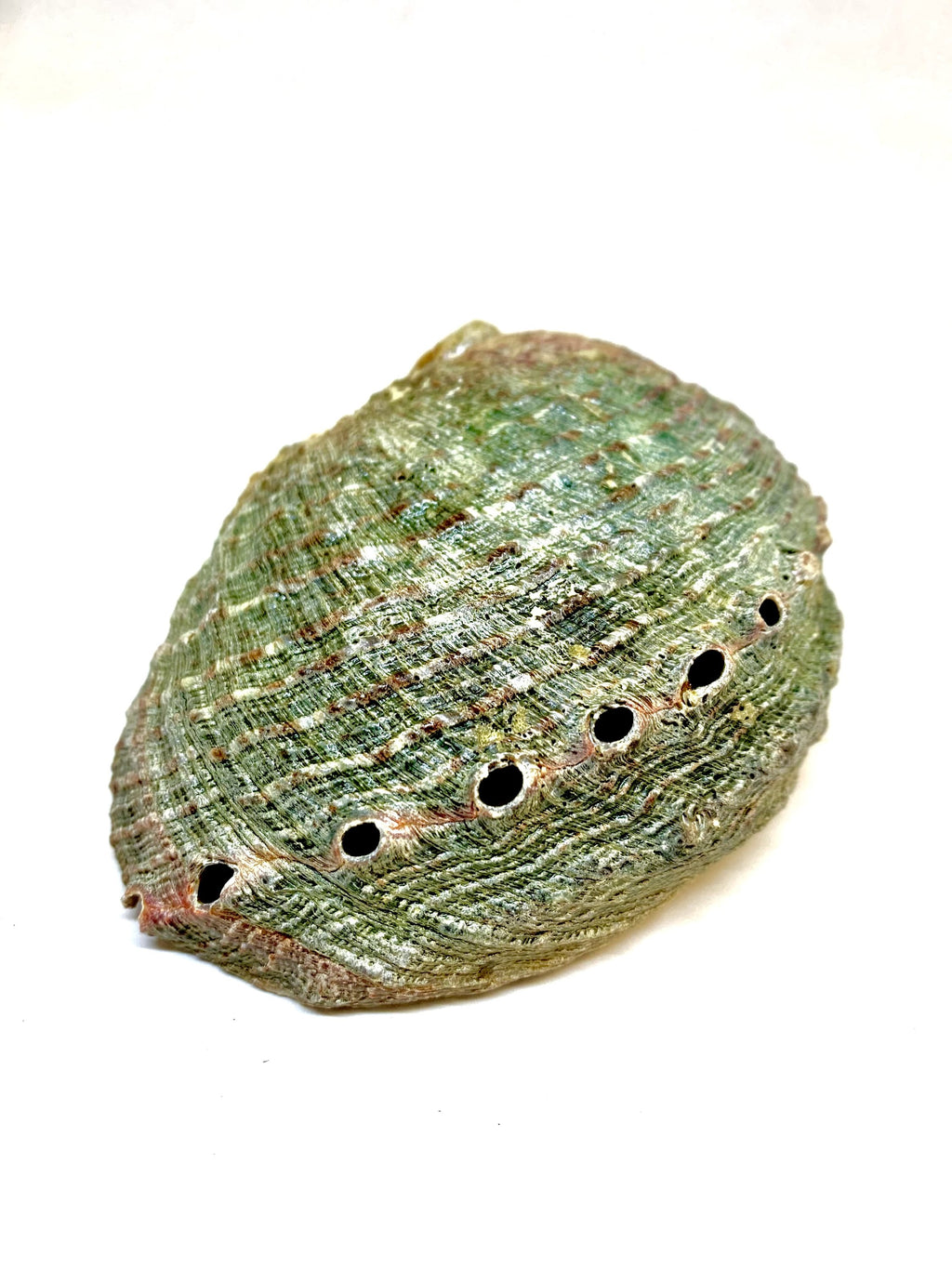 Abalone Shell Incense Holder | Natural Smudge Vessel | Cleansing